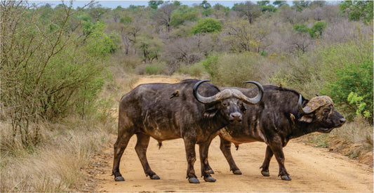 Two buffaloes walking on a dirt road in a natural setting with trees and bushes.