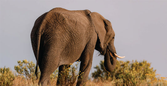 Elephant walking through a savanna landscape with a clear sky.