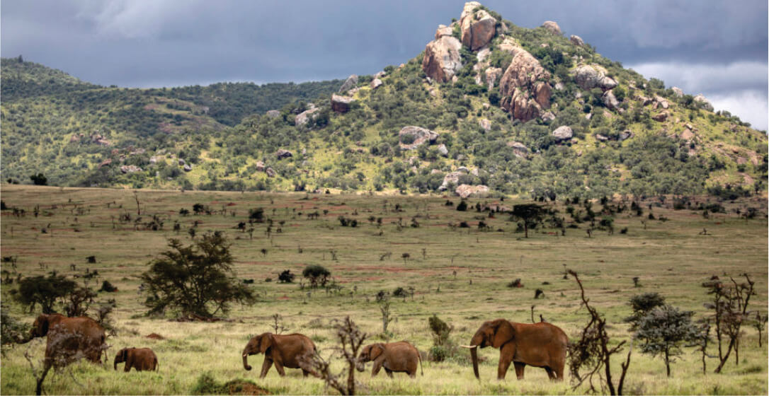 Elephants in a savanna with mountains in the background visible on Masai Mara wildlife safari game drives in Kenya