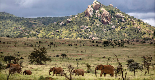 Elephants in a savanna with mountains in the background visible on Masai Mara wildlife safari game drives in Kenya