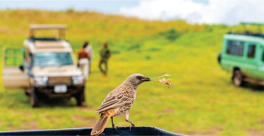 Bird on a car roof with safari vehicles and people in the background