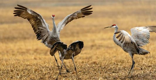 Two cranes in a field with one crane flapping its wings on Masai Mara wildlife safari game drives in Kenya.