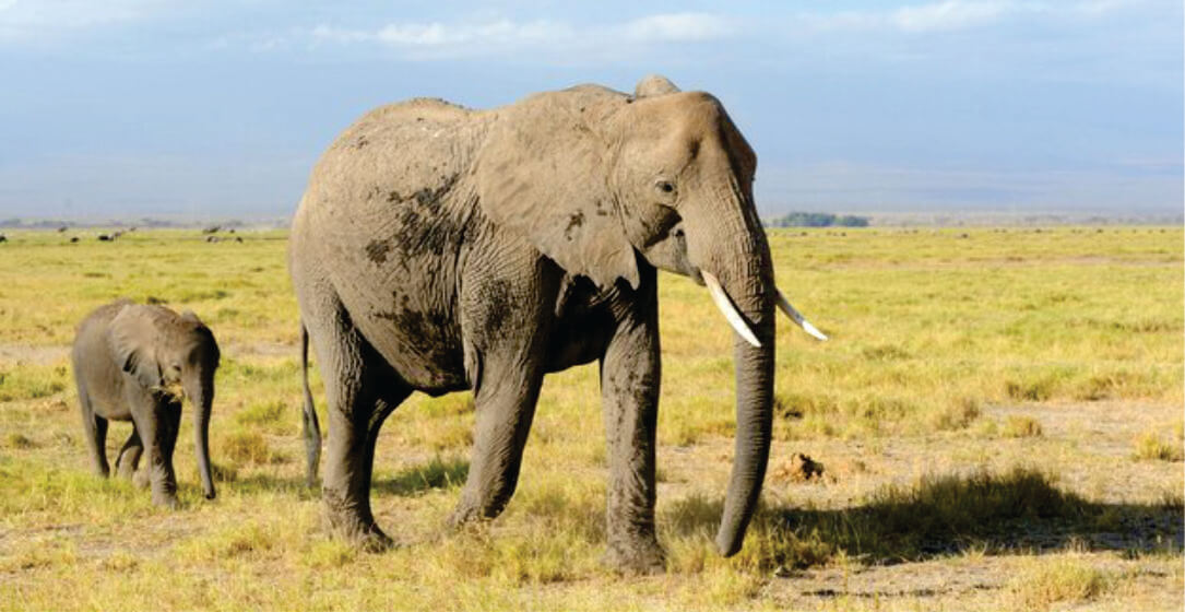Elephant and its baby are walking across a grassy plain with a clear sky on a family safari game drive