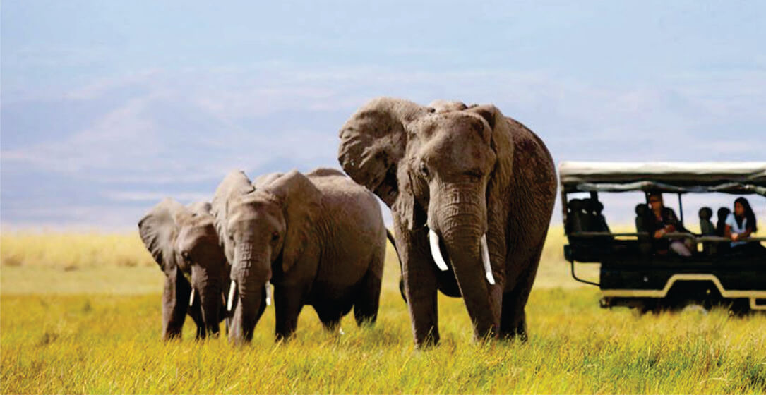 Three elephants walking on a grassy plain with a safari vehicle and guide in the background on Amboseli safari game drives in Kenya.