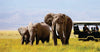 Three elephants walking on a grassy plain with a safari vehicle and guide in the background on Amboseli safari game drives in Kenya.