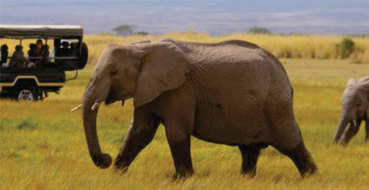 Elephant walking through a grassy savannah with safari vehicle in the background