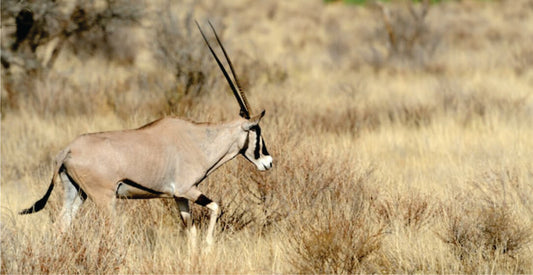 Gazelle running through a dry grassland