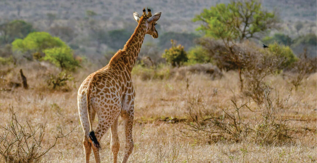 Giraffe standing in a savannah landscape with trees and bushes in the background on Masai Mara safari jeep game drive adventures.