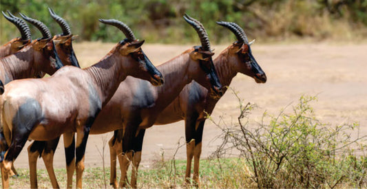 Group of antelopes standing in a line on a savannah