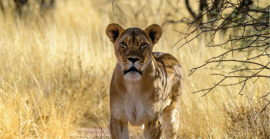 Lioness standing in a dry grassland with trees in the background on  luxury safari game drives in Masai Mara
