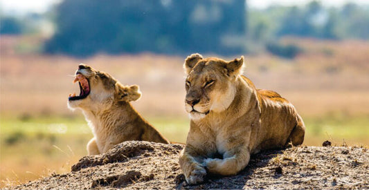 Two lions on a rocky outcrop with a blurred natural background