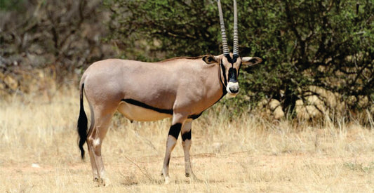 Oryx standing in a dry grassland with trees in the background on camping safari game drives in Masai Mara