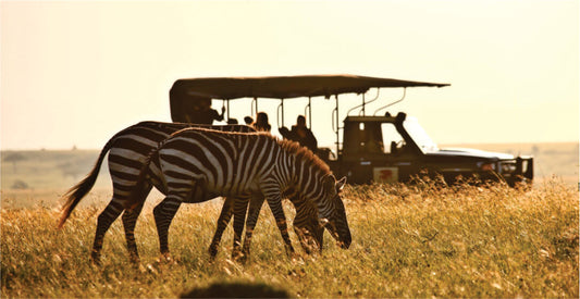 Two zebras grazing in a grassy field with safari vehicles in the background.