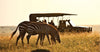 Two zebras grazing in a grassy field with safari vehicles in the background.