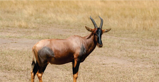 Hartebeest standing in a dry grassland