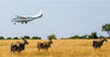 Small airplane flying over a savannah with three eland antelopes below.