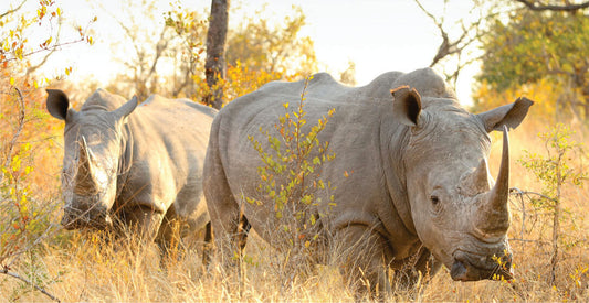 Two rhinos standing in a grassy savanna with trees in the background