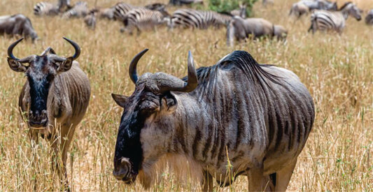 Two wildebeests standing in a grassy savanna with more animals in the background.
