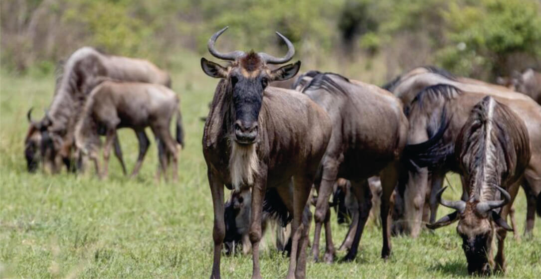Wildebeests grazing in a grassy field with trees in the background