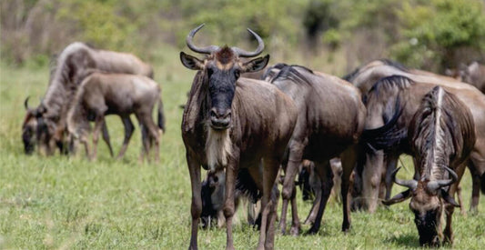Wildebeests grazing in a grassy field with trees in the background