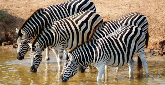 Four zebras drinking water from a body of water with a natural background.