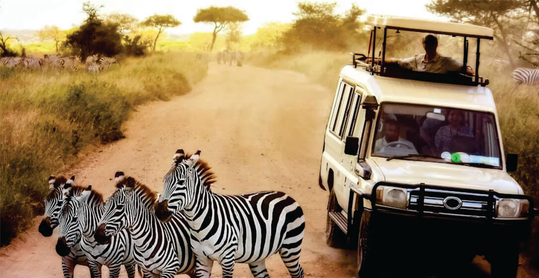 Safari vehicle with tourists observing zebras on a dirt road in a grassy savanna on great migration African safari game drives in Masai Mara.