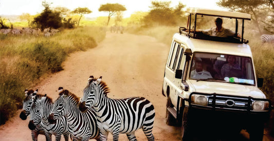 Safari vehicle with tourists observing zebras on a dirt road in a grassy savanna on great migration African safari game drives in Masai Mara.