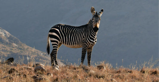 Zebra standing on a grassy hill with mountains in the background