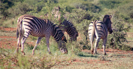 Three zebras grazing in a grassy savanna