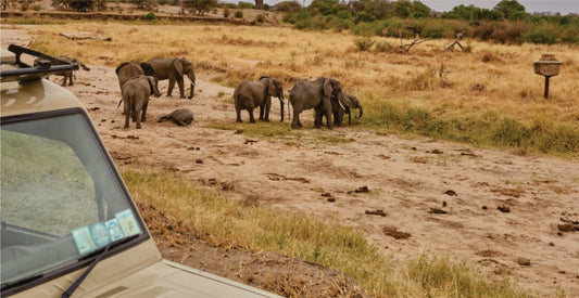 Elephants in a savannah landscape with a safari vehicle on rental in the foreground.