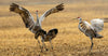 Two cranes in a field with one crane flapping its wings on Masai Mara wildlife safari game drives in Kenya.