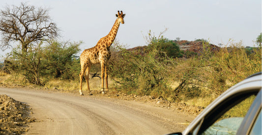 Giraffe standing on a dirt road with a Masai Mara transfer vehicle's side mirror visible