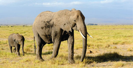 Elephant and its baby are walking across a grassy plain with a clear sky on a family safari game drive