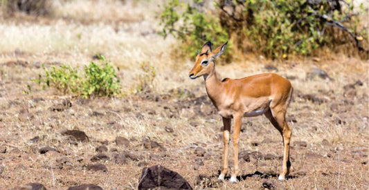 Deer standing on a rocky terrain with sparse vegetation