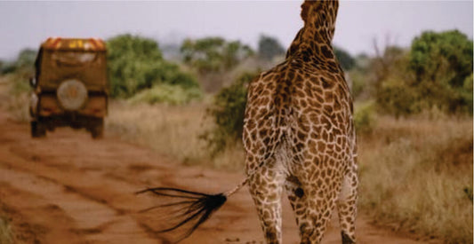 Giraffe walking on a dirt road with a safari vehicle on rental in the background