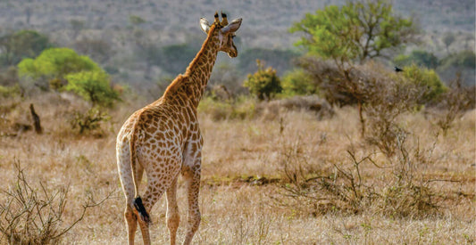 Giraffe standing in a savannah landscape with trees and bushes in the background on Masai Mara safari jeep game drive adventures.