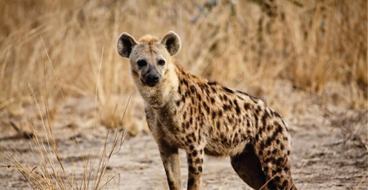 Spotted hyena standing in a dry grassland