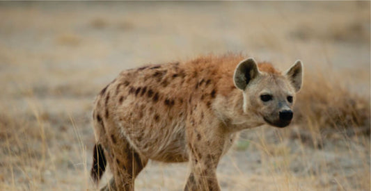 Spotted hyena walking in a dry, grassy landscape on Masai Mara safari jeep game drive adventures.