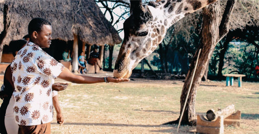 Man feeding a giraffe in a natural setting with thatched structures and greenery.