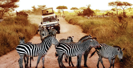 Zebras crossing a dirt road with a safari vehicle in the background