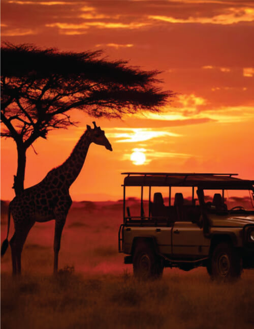 Beige safari vehicle on game drive running near a giraffe at sunset in Masai Mara National Reserve