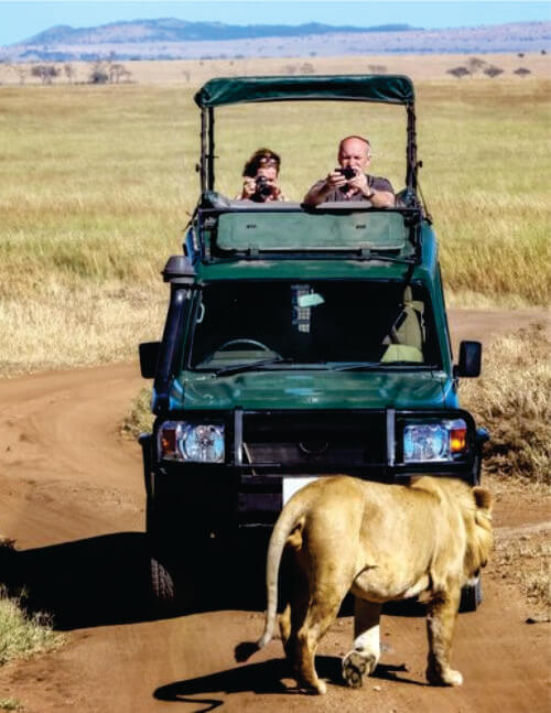 Green safari vehicle with two tourists on game drive running near a lioness in Masai Mara National Reserve