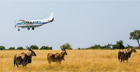 Small airplane flying over a savannah with three eland antelopes below.