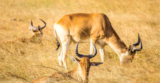 Three antelopes grazing in a grassy field with warm sunlight.
