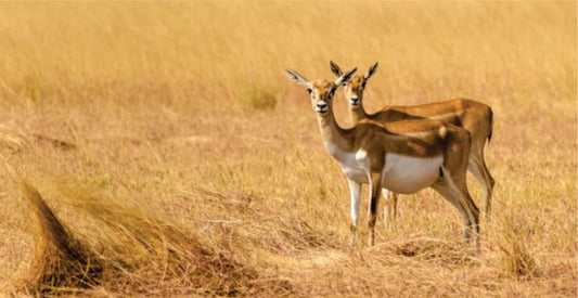 Two deer standing in a grassy field with a blurred background