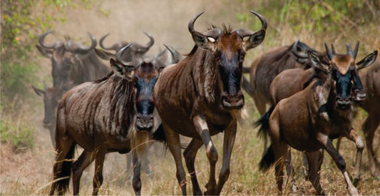Herd of wildebeests running through a savannah landscape